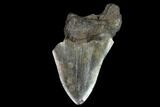 Partial Fossil Megalodon Tooth - Georgia #123692-1
